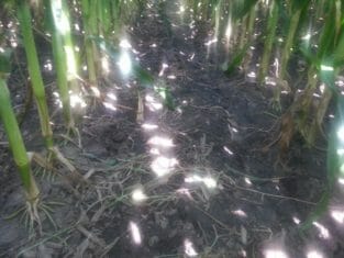 By Aug. 14, cereal rye was thin and brown beneath the corn canopy.
