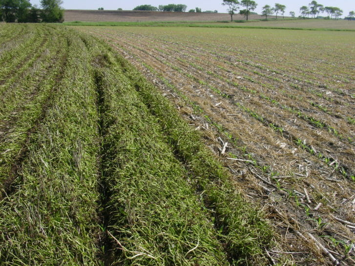 Corn emerges through desiccated red clover (on left) and the synthetic N treatment at Dick Sloan's farm.