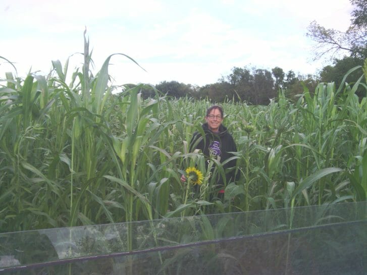 Melanie Peterson stands in a mix of sorghum sudangrass, buckwheat, cowpeas, mung beans, forage peas, oilseed radish, oats, sunflower, Sunn hemp and chickling vetch. The mix was seeded in August 2014 and this photo was taken on Oct. 6, 2014.