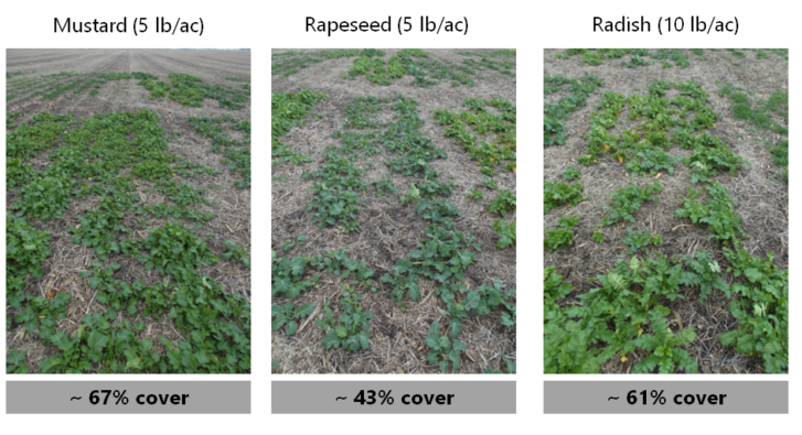 Mustard, rapeseed and radish cover crops seeded in Boone on Sept. 6, 2015. Photo was taken on Nov. 4, 2015.