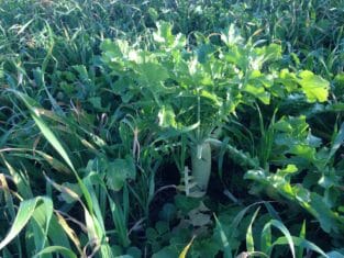 The short growing season for oats allows Clark to plant a diverse cover crop mix, including clover, daikon radishes and more oats.