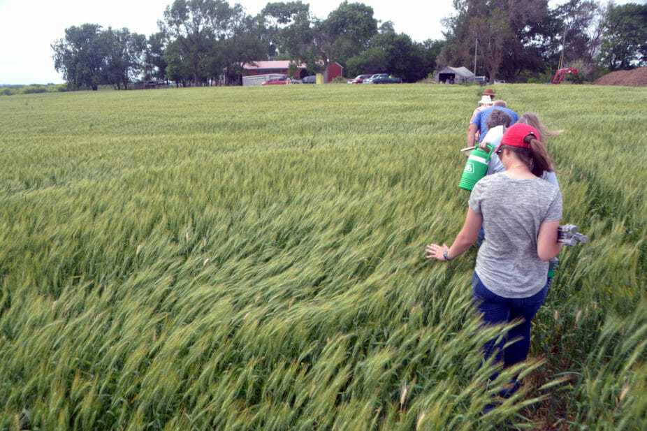 Field day attendees return from the pasture through the soon-to-be amber waves of grain.