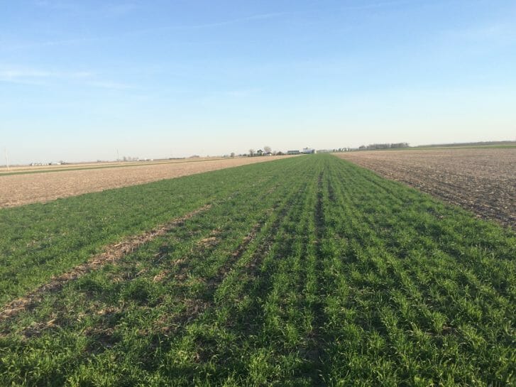 A cover crop strip at Rob Stout's farm with "no-cover" strips on either side.
