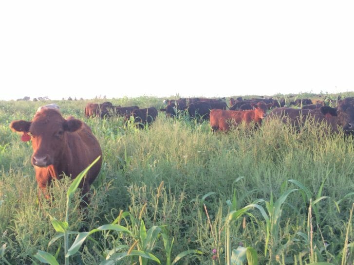 Cattle grazing a perennial pasture that has been interseeded with annual plant species. 