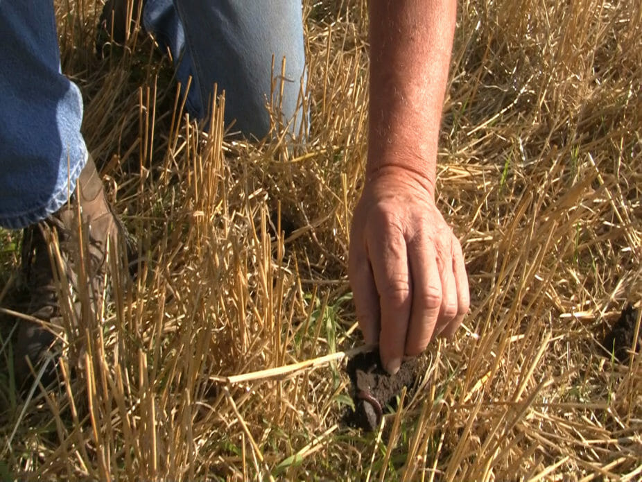 Paul Ackley of Bedford shows an earthworm while planting a diverse cover crop mix into a recently combined field of wheat in early July.
