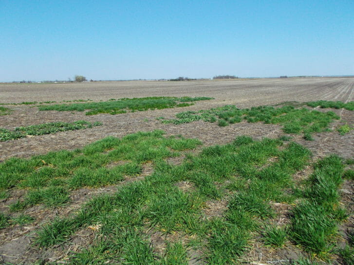 Cover crop variety trial plots at Jeremy Gustafson's farm in Boone County. From right to left, plots in the foreground depict winter wheat, winter triticale, winter barley and rapeseed. Photo taken Apr. 14, 2016.