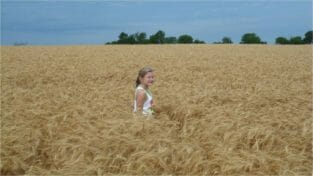 Ackley wheat field 2016