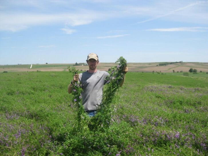 Dave & Meg sampled the rye + vetch cover crop just before termination in early June. Hairy vetch vines measured over six feet in length!
