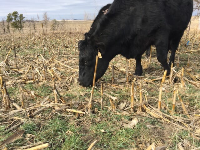 Nathan Anderson cattle grazing cover crops 3_9_17