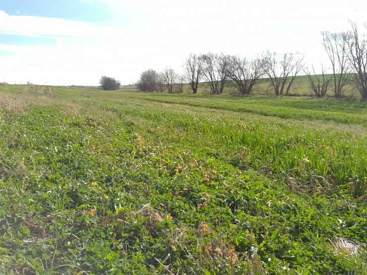 On left, a strip of the red + sweet clover mix. On right, the oats + sorghum-sudangrass + peas + rapeseed mix. Photo taken on Nov. 6, 2015.