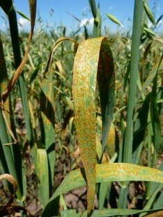 oats with crown rust close up