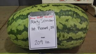 Marty Schnicker's state-record-winning watermelon