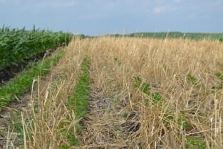 Soybeans were planted into a late-terminated cereal rye cover crop.
