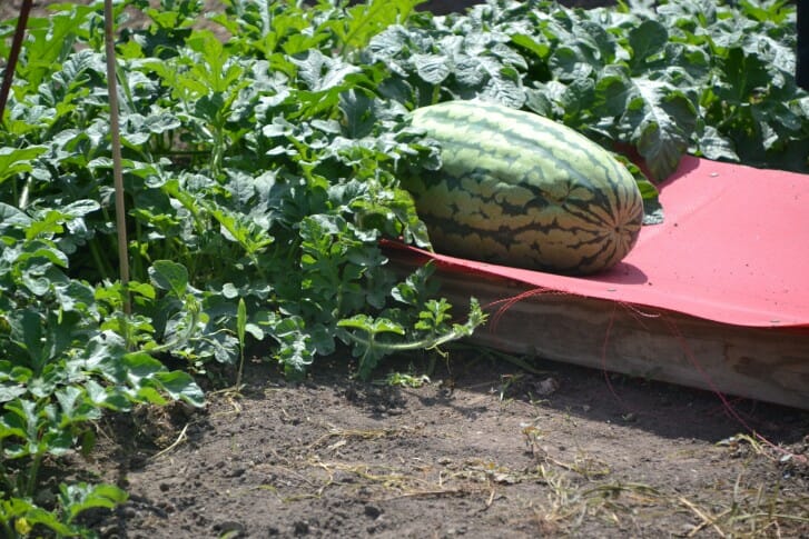 Schnicker FD (67) watermelon