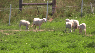 St. Croix sheep graze at Russ Wischover's farm in southwest Iowa.