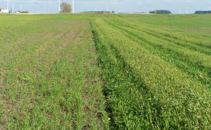 Mid-summer-seeded cover crop mix (on left) and the underseeded red clover (on right) a few months after an oat harvest at Doug Alert and Margaret Smith’s farm on Oct. 14, 2016.
