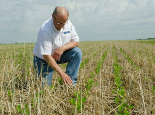 A man in a white shirt with a Iowa Soybean Association Logo kneels in a field with brown dry stalks of cereal rye with bright green rows of 5 inch tall soybeans growing up through it.
