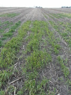 A patchy growth of 6 inch tall winter wheat grows in a field in early spring