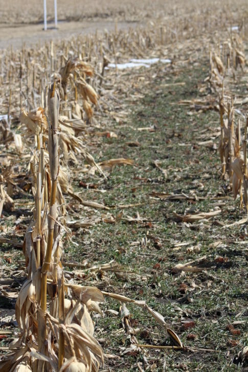 Field of corn stalks has good coverage of small, green rye plants growing.
